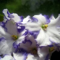 Фиалки :: Елена Семигина