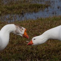 Нежность. Гуси :: Виктор Нежность. Гуси :: Виктор
