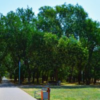 Керчь. Цветёт софора в Комсомольском парке. :: Пётр Чернега Керчь. Цветёт софора в Комсомольском парке. :: Пётр Чернега