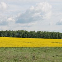 МАЙСКОЕ ЦВЕТЕНИЕ РАПСА :: Валентина 