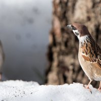 *** :: Владимир Безбородов