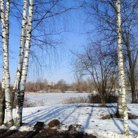 Этюд с берёзками :: Мария Васильева