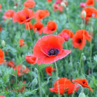 Природа Крыма :: Изумительная Космея