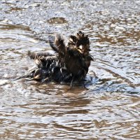 Куп-куп... :: Валентина * Куп-куп... :: Валентина *