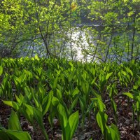 На берегу реки :: Наталья Димова