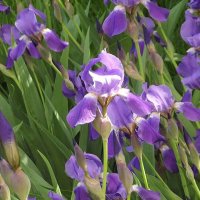 Ирисы :: Freddy 97