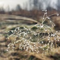 Утренние капельки :: Дмитрий Иванов Утренние капельки :: Дмитрий Иванов