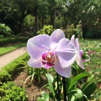 ЦВЕТЫ :: МАРИЯ ПОПОВА