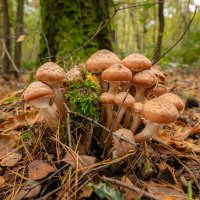 Опёночки... :: Николай Гирш