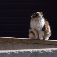 Кот. :: Константин Белоногов