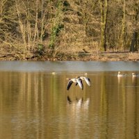 Летя над гладью.. :: Николай Гирш Летя над гладью.. :: Николай Гирш