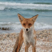 Портрет лисы на морском побережье :: Игорь Сарапулов