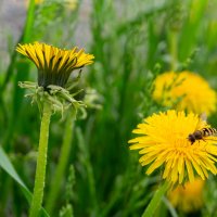 Одуванчики с другом :: Алексей Бабицын