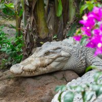 *** :: Николай Чекалин