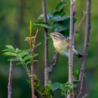 Пеночка :: Владимир Лазарев