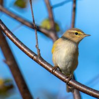Пеночка :: Владимир Лазарев Пеночка :: Владимир Лазарев