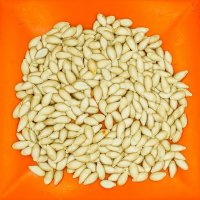 Тыквенные :: Валерий Иванович