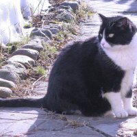 Осматривает свои владенья :: Людмила Смородинская