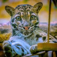 дымчатый леопард :: Аркадий Лаптенко