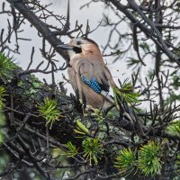 сойка :: юрий макаров