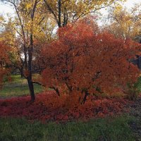 прекрасный октябрь :: Елена Шаламова