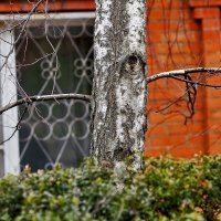 Зелень и берёза :: Юрий Гайворонскiий