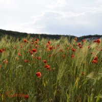 Природа Крыма :: Изумительная Космея Природа Крыма :: Изумительная Космея