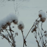 Репейник :: Галина Минчук