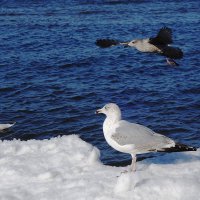 Чайки на море :: Рита Симонова