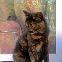 Живой котик :: Сергей Карачин