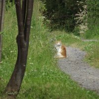 Дачница :: Freddy 97