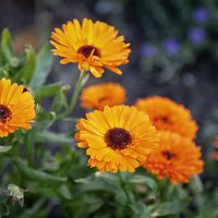 Календула. :: Лилия *