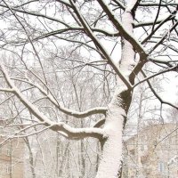 просто дерево в сквере после снегопада.... :: galalog galalog