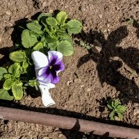 Анютины глазки. :: Argaman Табашник