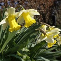 Нарциссы..... :: Галина 