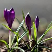 Весеннее равноденствие... :: Александр Кондаков