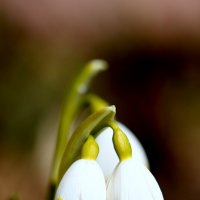 Букет. :: Александр Кондаков