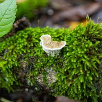 я не как все :: Ольга Косачова