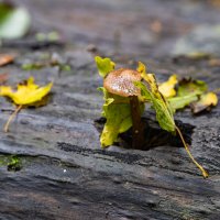 всегда можно найти выход, если хочется жить. :: Ольга Косачова