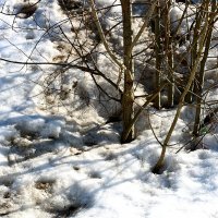 Снег и тени :: Светлана Снег и тени :: Светлана