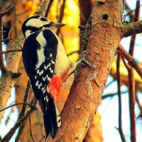 тук-тукыч :: shasha1950