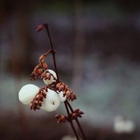 зимние сны :: Андрей Литов