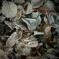 зимние сны :: Андрей Литов