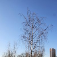 Весна в Купчино :: Наталья Герасимова