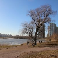 Весна в Купчино :: Наталья Герасимова