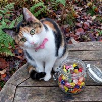 Котяка на столе :: Лилия 