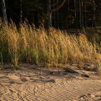 Камыш на берегу :: Лилия 