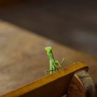 Наше Вам... :: Осень 