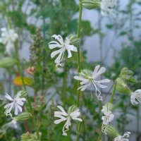 ажурные хлопушки :: Елена Шаламова