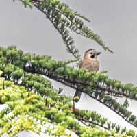 сойка :: юрий макаров